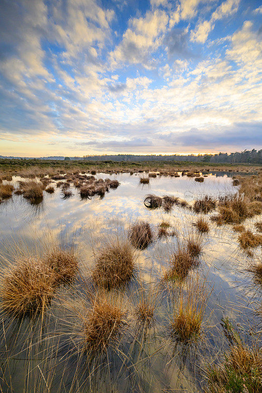 冬天黄昏时分，在Veluwe, Renderklippen沼地上的湖